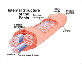 Image showing how Bathmate pumps increase the size of your manhood